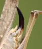Platycleis intermedia